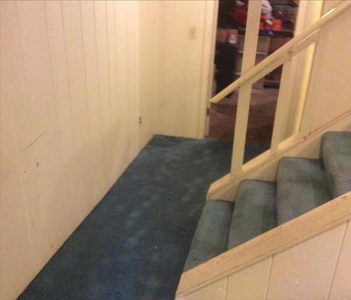 mold on blue carpet and drywall