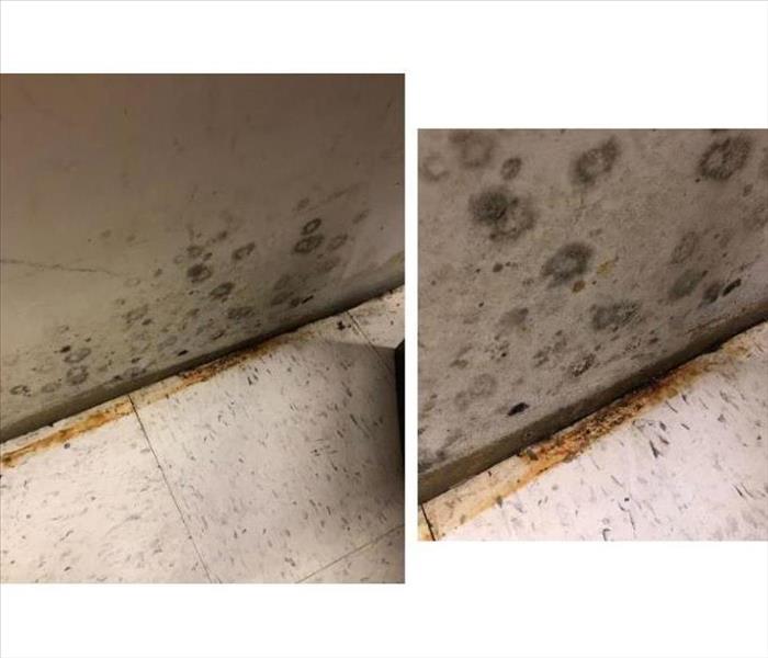 Black mold on walls and tile floor