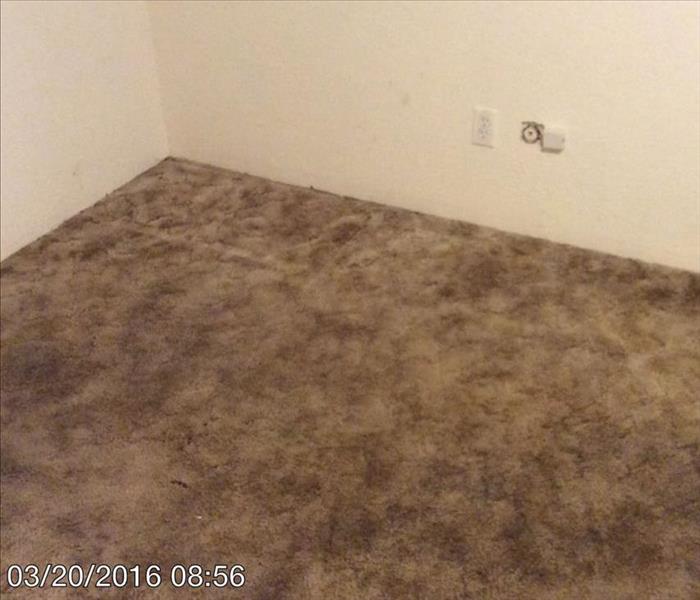 Molded Carpet