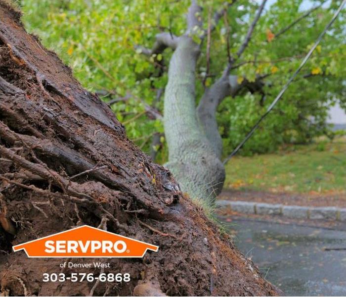 A tree is uprooted after a storm.