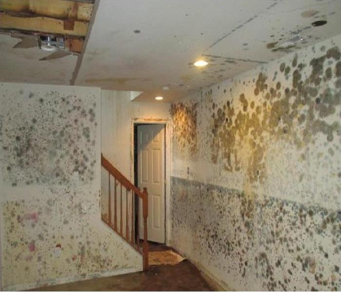 Moldy Walls in home